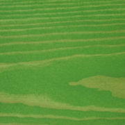 05_Veggie